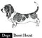 Dogs Sketch style Basset Hound