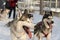 Dogs sledding with huskies in a beautiful wintry landscape, Swed