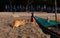 Dogs sleeping on the sand beside a fishing boat.