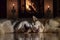 Dogs sleeping together by fireplace. Siberian husky dogs taking nap. Home pets. Animal care. Love and friendship. Domestic animals