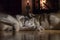 Dogs sleeping together. Husky taking nap. Home pets. Animal care. Love and friendship. Domestic animals