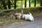 Dogs sniff each other while walking