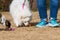 Dogs Sniff Out Doggy Treats At Canine Easter Egg Hunt