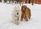 Dogs in snow, dog friendship husky samoyed and golden retriever