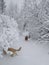 Dogs on snowy trail in the spring