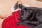 Dogs on a sofa on a red blanket. Two dogs are sleeping, a chihuahua and a labrador retriever