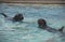 Dogs swimming.
