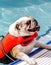 Dogs Swimming in Public Pool