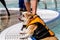 Dogs Swimming in Public Pool