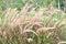 dogs tail grass