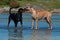 Dogs testing on the beach