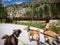 Dogs on their way to explore paved trails near Rocky Mountain National Park