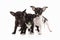 Dogs. Three Chihuahua puppies on white