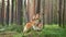 dogs together in the forest. Red shelties against a background of pine trees