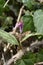 Dogs tooth violet