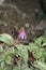 Dogs tooth violet