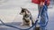 Dogs training, Husky, Huskies, Puppy, Prague Visit Tourist