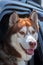 Dogs travel by car. Attractive Siberian Husky dog enjoying the ride looks out of an open car window