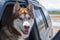 Dogs travel by car. Red-haired Husky dog enjoying the ride looks out of an open car window