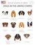 Dogs in the United States. American dog breeds. Infographic temp