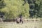 Dogs walking off leash in a field