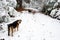 Dogs Walking on a Snow Covered Trail