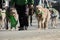 Dogs wearing green scarves walk along a busy street in the sunshine