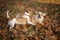 Dogs Welsh Corgi and Jack Russell frolic and play in the autumn Park