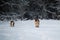 Dogs in winter park. Australian Shepherd red tricolor. German Shepherd is running fast forward through white snow against