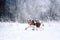 dogs in the winter in the snow. active Springer Spaniel plays in nature