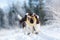 dogs in the winter in the snow. active Springer Spaniel plays in nature