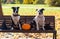 Dogs in witch hats with a pumpkin on a background of yellow leaves.