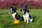 Dogs in witch hats with a pumpkin on a background of yellow leaves.