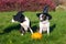 Dogs in witch hats with a pumpkin on a background of yellow leaves.