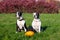 Dogs in witch hats with a pumpkin on a background of yellow leaves.