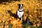 Dogs in witch hats with a pumpkin on a background of yellow leaves.