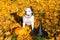 Dogs in witch hats with a pumpkin on a background of yellow leaves.