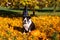 Dogs in witch hats with a pumpkin on a background of yellow leaves.