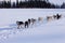 Dogsled team of siberian huskies out mushing