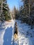 Dogsledding and human shadows - Quebec