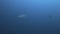 Dogtooth Tunas in blue water 4k