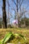 Dogtooth violet flower