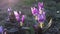 Dogtooth violet. Spring primroses erythronium japonicum