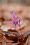 Dogtooth violet spring purple, pink flower in the woods