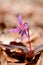 Dogtooth violet spring purple, pink flower in the woods