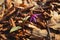 Dogtooth violet spring purple, pink flower in the woods