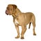 Dogue de Bordeaux (10 months)