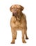 Dogue de Bordeaux (2 years)