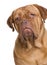 Dogue de Bordeaux (2 years)