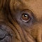 Dogue de Bordeaux (2 years)